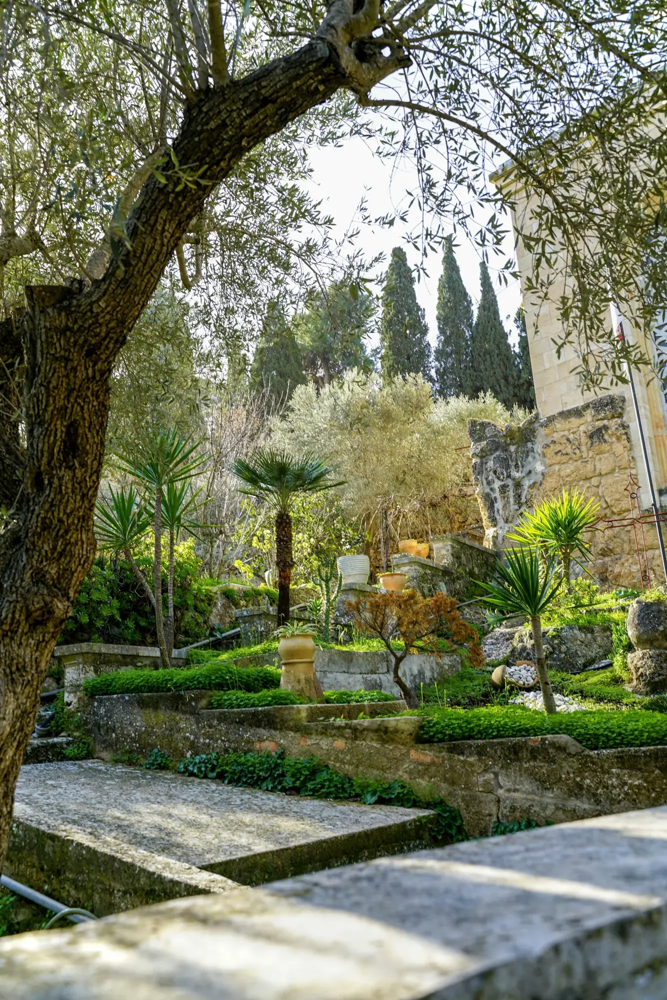 Jardín con terrazas de piedra, un olivo y palmeras bajo la luz de la tarde