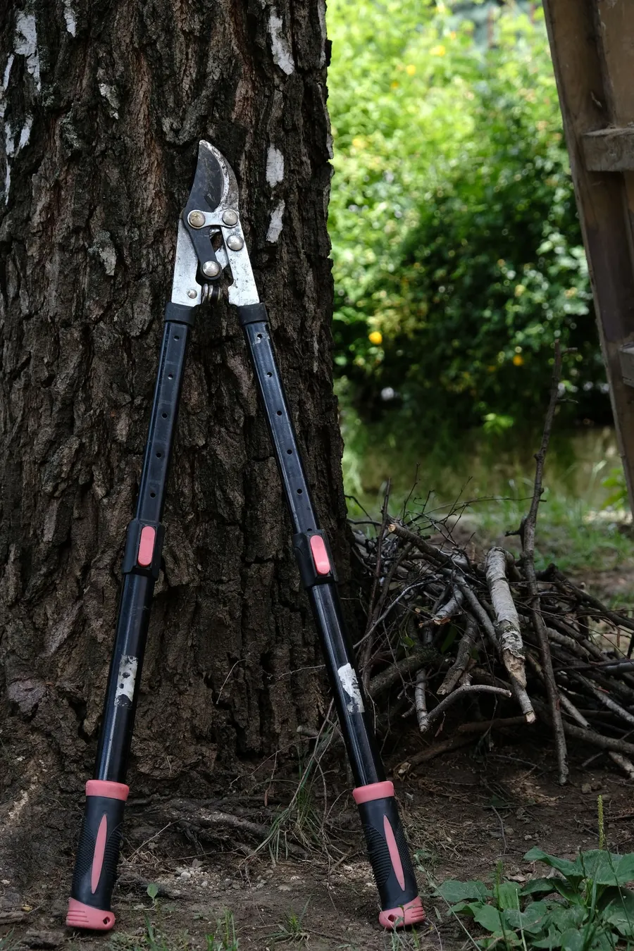 Tijeras de podar apoyadas en el tronco de un árbol del jardín