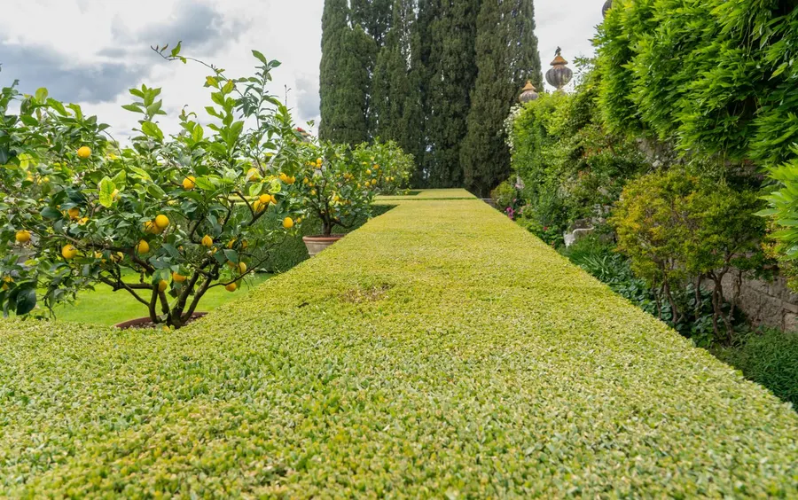 Pasillo de césped natural entre limoneros, setos y cipreses