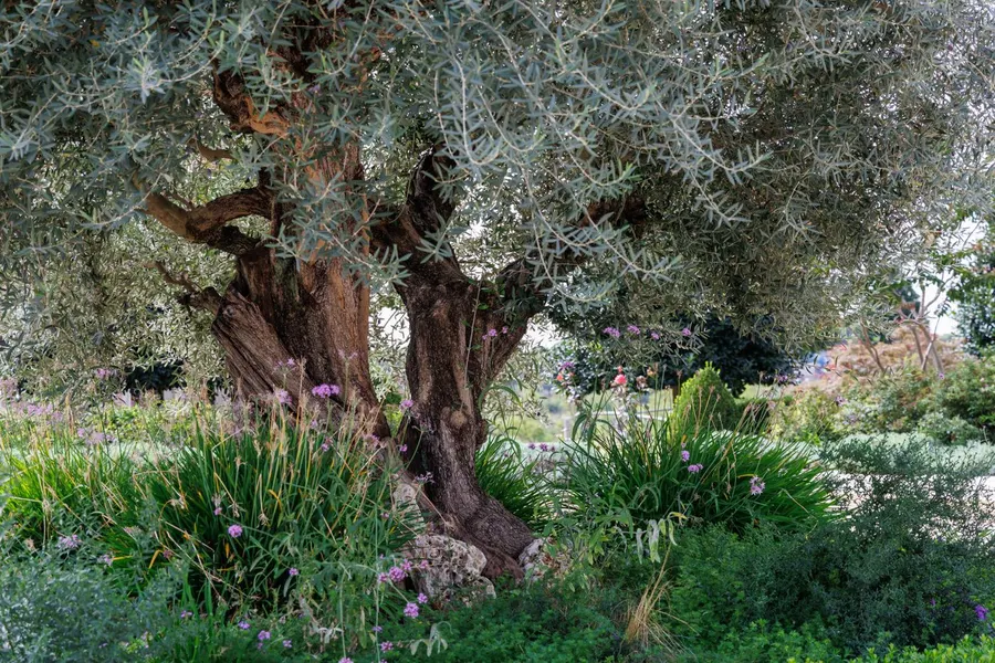 Olivo centenario en un jardín con plantas mediterráneas en flor